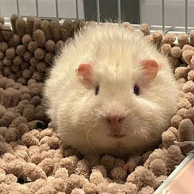 Soft Plush Cozy Small Pet Cushion Sleeping Bed Mat for Hamsters Guinea Pig Portable Warm Mat for Small Animals Pet Cage Supplies